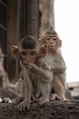 Thailand_OctNovDec_2010_Lopburi_6964