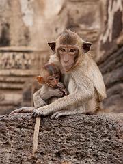 Thailand_OctNovDec_2010_Lopburi_6977