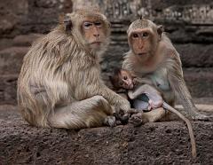 Thailand_OctNovDec_2010_Lopburi_6998