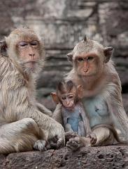 Thailand_OctNovDec_2010_Lopburi_7004