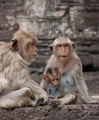 Thailand_OctNovDec_2010_Lopburi_7005