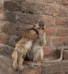 Thailand_OctNovDec_2010_Lopburi_7007