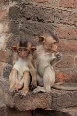 Thailand_OctNovDec_2010_Lopburi_7010