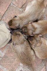 Thailand_OctNovDec_2010_Lopburi_7018