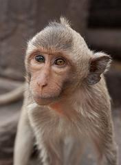 Thailand_OctNovDec_2010_Lopburi_7029