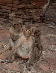 Thailand_OctNovDec_2010_Lopburi_7033