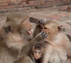 Thailand_OctNovDec_2010_Lopburi_7045
