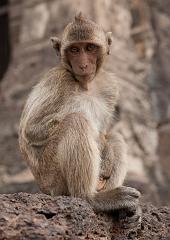 Thailand_OctNovDec_2010_Lopburi_7064