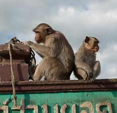 Thailand_OctNovDec_2010_Lopburi_7111