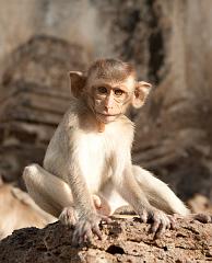 Thailand_OctNovDec_2010_Lopburi_7156