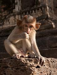 Thailand_OctNovDec_2010_Lopburi_7174