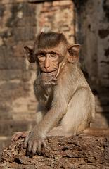 Thailand_OctNovDec_2010_Lopburi_7176