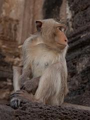 Thailand_OctNovDec_2010_Lopburi_7184