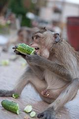 Thailand_OctNovDec_2010_Lopburi_7254