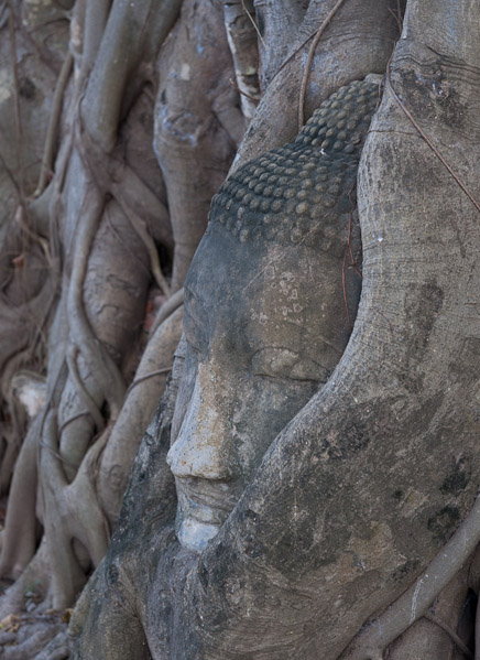 Thailand_OctNovDec_2010_Ayutthaya_6087.jpg - Head of a Buddha within tree roots