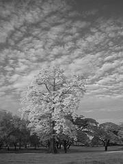 Thailand_OctNovDec_2010_Ayutthaya_Infrared_2584