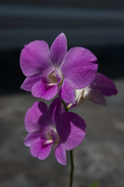 Thailand_Bangkok_OctNovDec_2010_2795.jpg - Orchids.  Lots of orchids in Thailand.