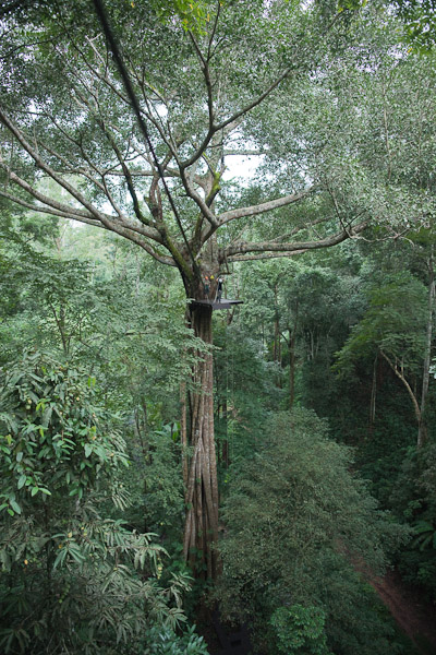 Thailand_Chiang_Mai_OctNovDec_2010_3641.jpg - High in the trees.