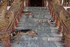 Thailand_Chiang_Mai_OctNovDec_2010_3372