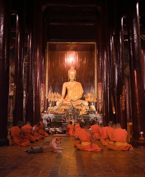 Thailand_Chiang_Mai_OctNovDec_2010_3470.jpg - Two dogs and monks chanting.  It was magical.