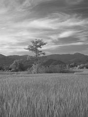Thailand_OctNovDec_2010_Infrared_2323