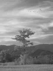 Thailand_OctNovDec_2010_Infrared_2327