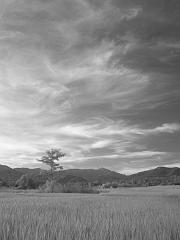 Thailand_OctNovDec_2010_Infrared_2332