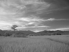 Thailand_OctNovDec_2010_Infrared_2335