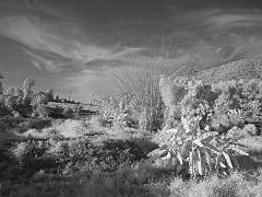Thailand_OctNovDec_2010_Pai_Infrared_2351