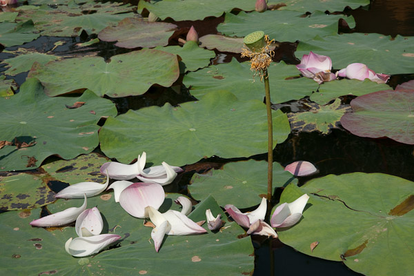 Thailand_Pai_OctNovDec_2010_4995.jpg