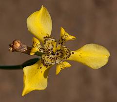 Thailand_Pai_OctNovDec_2010_4392
