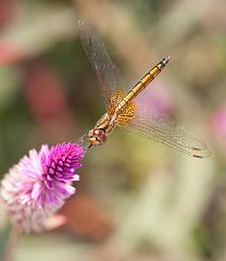 Thailand_Pai_OctNovDec_2010_4406