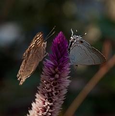 Thailand_Pai_OctNovDec_2010_5425
