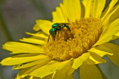 bee1