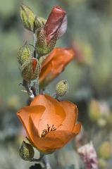 mallow2