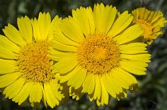 marigold1