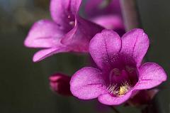 penstemon