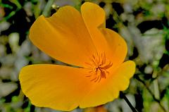 poppy1