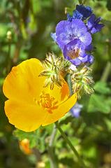 poppy2