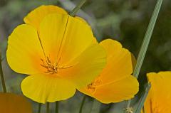poppy3