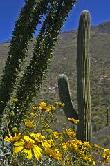 saguaro1