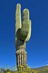 saguaro2