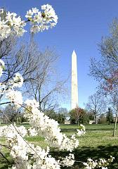 wash-mon-blossoms
