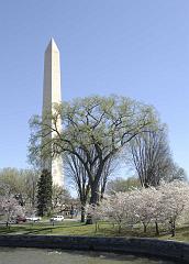 wash-mon-trees