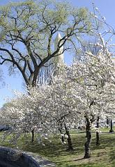 wash-trees